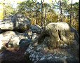 Forêt de Fontainebleau - 31/10/2011 - 13:25