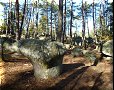 Forêt de Fontainebleau - 31/10/2011 - 13:27