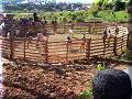 Zébus - Fianarantsoa - 31/05/2004 - 13:58