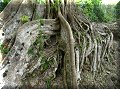 Lamanai - 11/04/2008 - 13:04