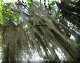 Chemin Royal de Guane - 25/06/2011 - 09:24