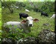 Chemin Royal de Guane - 25/06/2011 - 09:26
