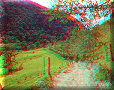 Vallée de Cocora - 10/07/2011 - 09:43