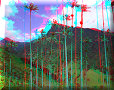 Vallée de Cocora - 10/07/2011 - 13:36