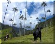 Vallée de Cocora - 10/07/2011 - 13:59