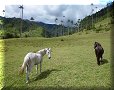Vallée de Cocora - 10/07/2011 - 14:03