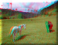 Vallée de Cocora - 10/07/2011 - 14:03