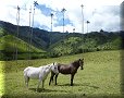 Vallée de Cocora - 10/07/2011 - 14:04