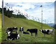 Vallée de Cocora - 10/07/2011 - 14:05