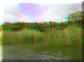Sur le Rio Dulce - 17/04/2008 - 15:31