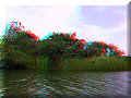 Sur le Rio Dulce - 17/04/2008 - 15:32