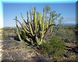 El Pinacate - 09/03/2010 - 09:04