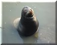 Ensenada - 10/03/2010 - 17:09