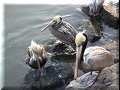 Ensenada - 10/03/2010 - 17:10