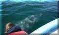 Bahia San Ignacio - 19/03/2010 - 11:23