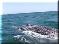Bahia San Ignacio - 19/03/2010 - 14:48
