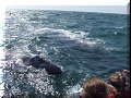 Bahia San Ignacio - 19/03/2010 - 14:49