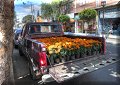 Xochimilco, CDMX - 23/10/2016 - 13:02