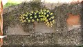 Macheros, Méx - 12/11/2016 - 15:39