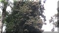 Santuario Rosario, Mich - 13/11/2016 - 12:27