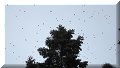 Santuario Rosario, Mich - 13/11/2016 - 13:16