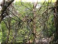 Yaxchilán - 08/05/2003 - 13:27
