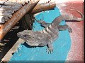 Isla Mujeres, Roo - 20/02/2023 - 11:42