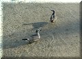 Isla Mujeres, Roo - 25/02/2023 - 08:46