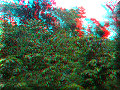 Boquete - 20/04/2007 - 09:54 Boquete - 20/04/2007 - 09:54