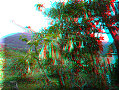 Boquete - 20/04/2007 - 12:34 Boquete - 20/04/2007 - 12:34