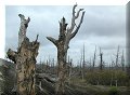 Kamtchatka - Site du Tolbachik (Толбачик) - 06/09/2003 - 17:03 - La forêt calcinée du Tolbachik (Толбачик)