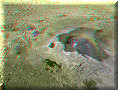 Geysir - 27/06/2006 - 15:49 Geysir - 27/06/2006 - 15:49