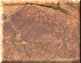 Australie - Kings Canyon - 09/11/2012 - 12:27