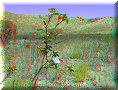 Mereenie Loop - 10/11/2012 - 13:51 Mereenie Loop - 10/11/2012 - 13:51